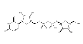 UDP-β-L-Arabinofuranose