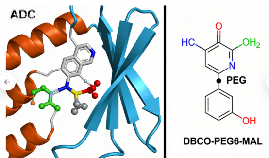 Trop-2靶向ADC的PEG连接子