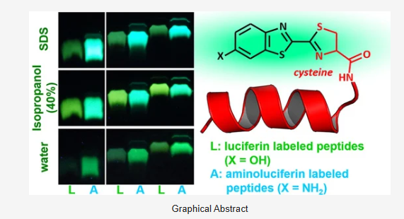萤火虫荧光素酶