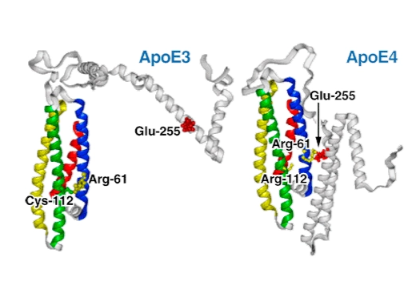 Aβ₄₂淀粉样肽