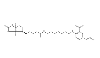 Photobiotin