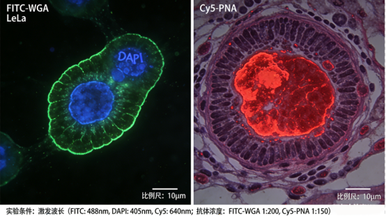 AF 594 标记番茄凝集素