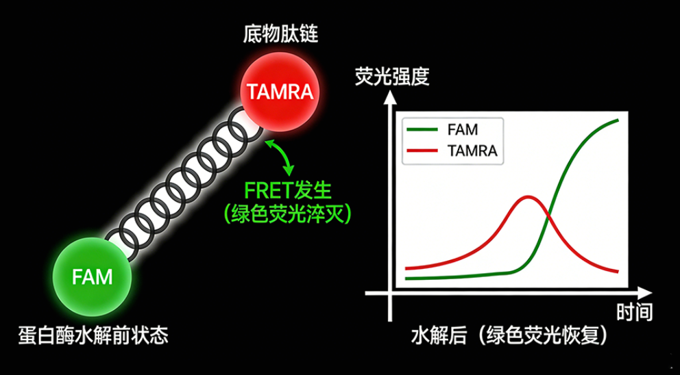 荧光共振能量转移