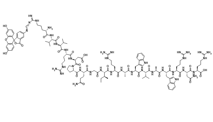 FITC 标记溶菌酶