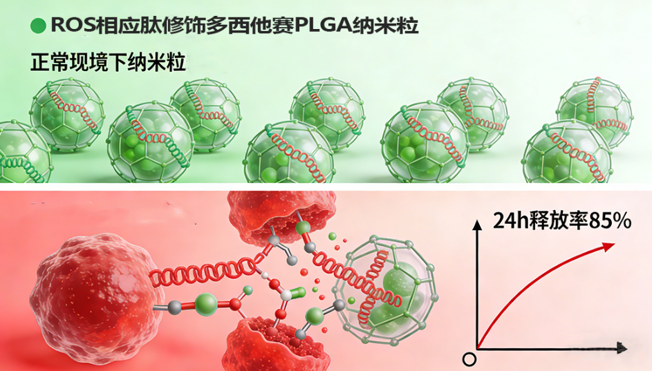 ROS响应肽（CP1）修饰多西他赛PLGA纳米粒