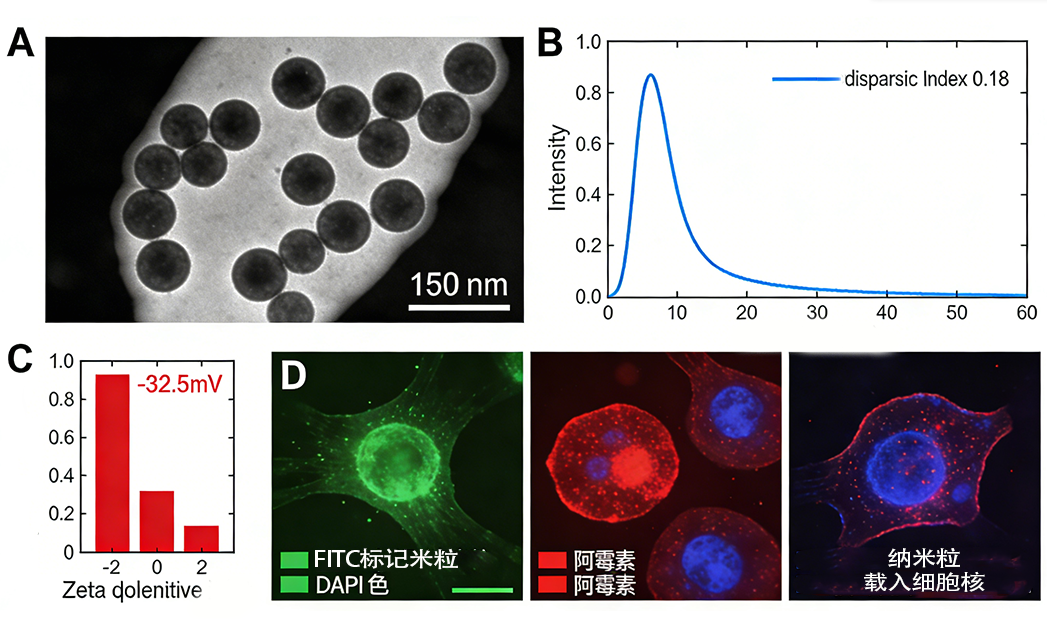 荧光多酚纳米粒载阿霉素