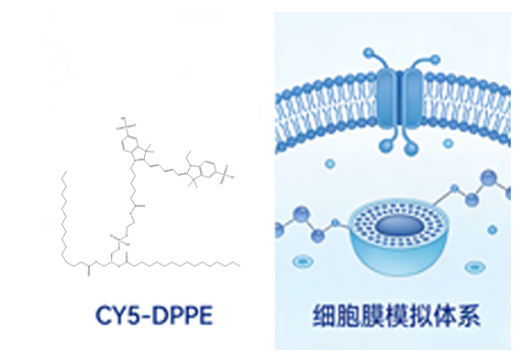 CY5-DPPE