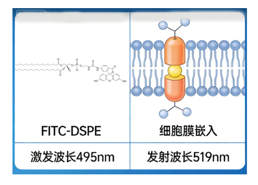 FITC-DSPE
