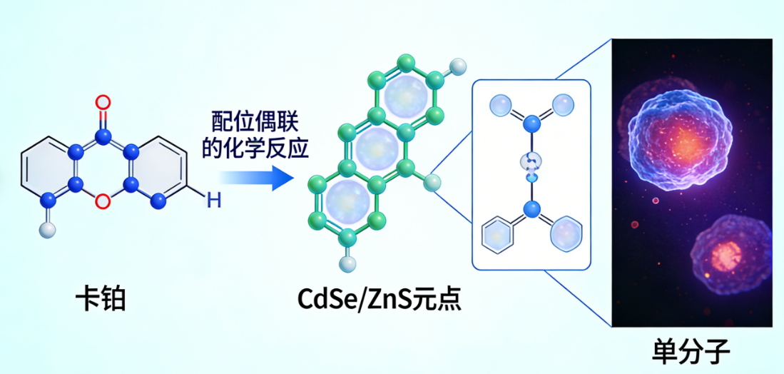 量子点标记卡铂