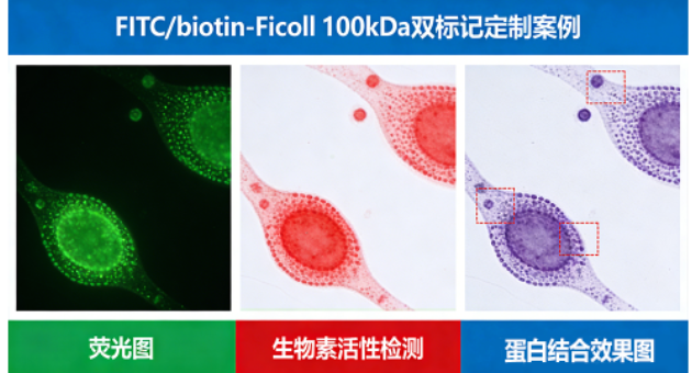 FITC/biotin-Ficoll 100kDa 双标记