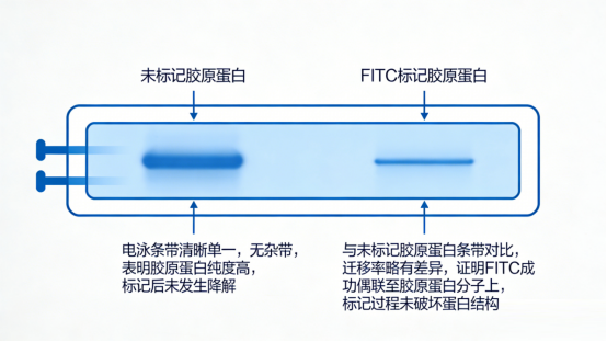 胶原蛋白的SDS-PAGE电泳图