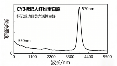 CY3标记人纤维蛋白原定制