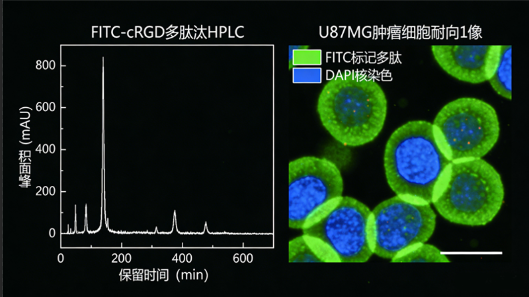 FITC-cRGD环状靶向多肽