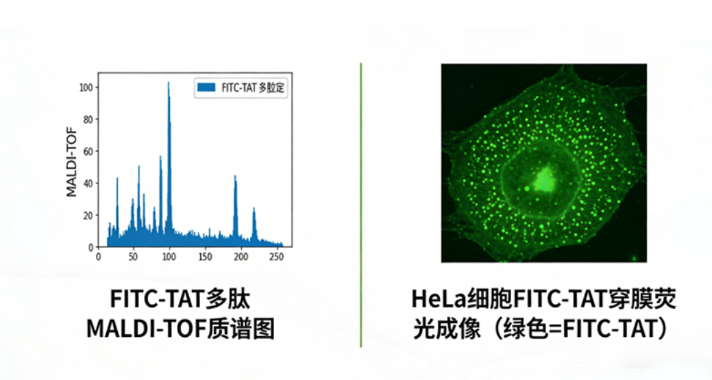 FITC-TAT细胞穿透肽
