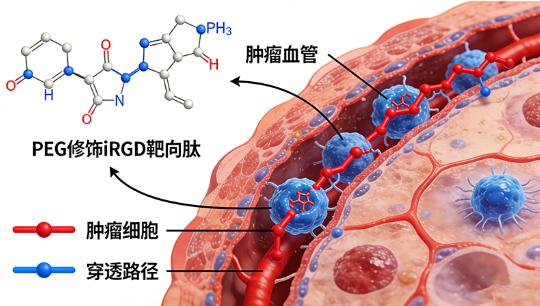 PEG修饰iRGD靶向肽