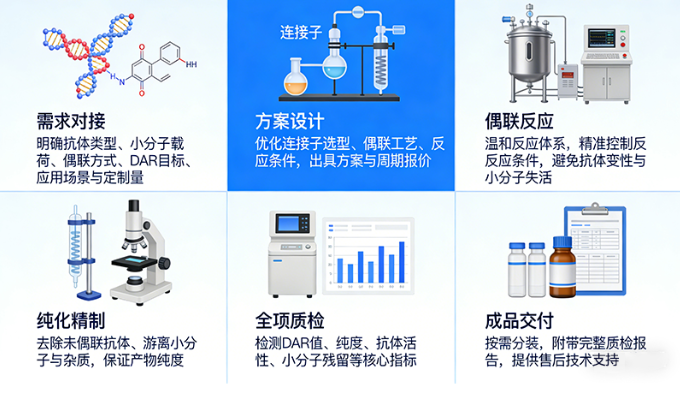 DC抗体与小分子化合物偶联定制