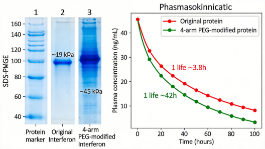 4臂PEG修饰重组人干扰素α-2b定制