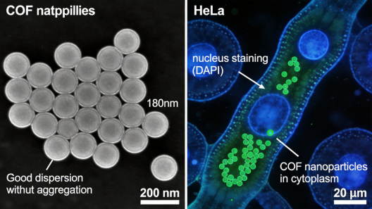 荧光功能化COF纳米颗粒生物成像定制