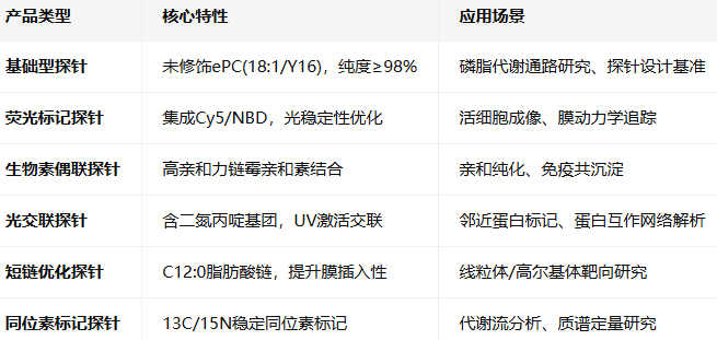 ePC(18:1/Y16)磷脂探针