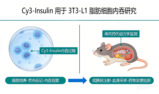 Cy3-Insulin 用于 3T3-L1 脂肪细胞内吞研究