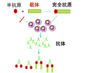 几百种半抗原药物偶联载体蛋白(卵清蛋白OVA、牛血清蛋白BSA、人血清白蛋白HSA)定制合成