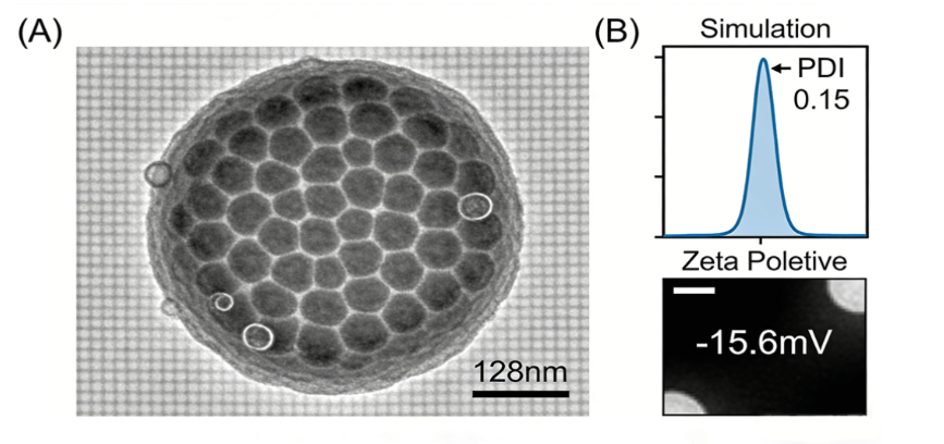 多肽修饰的脂质体载药纳米颗粒定制合成技术