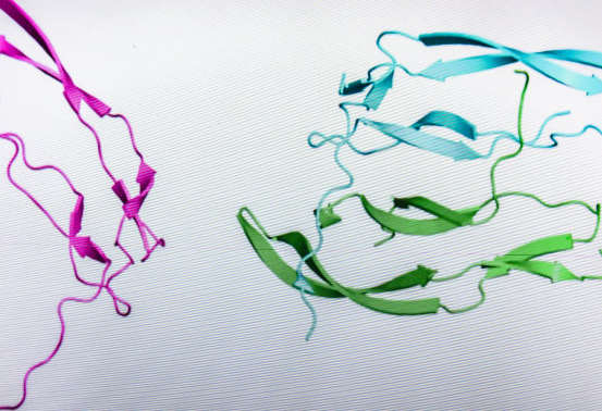 凝集素-西安齐岳生物
