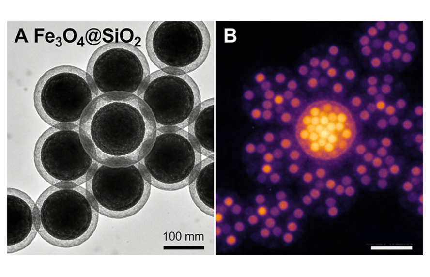 多种细胞膜包被纳米颗粒（脂质体、PLGA纳米粒、无机纳米颗粒）定制服务