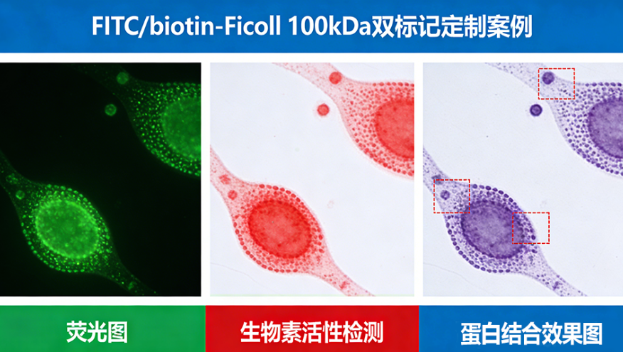 Ficoll/Polysucrose聚蔗糖的服务 —— 西安齐岳生物专业定制