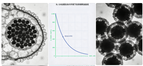载药磁性纳米颗粒定制服务-西安齐岳生物