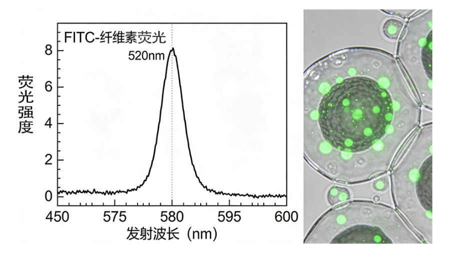 纤维素（cellulose）的修饰与改性
