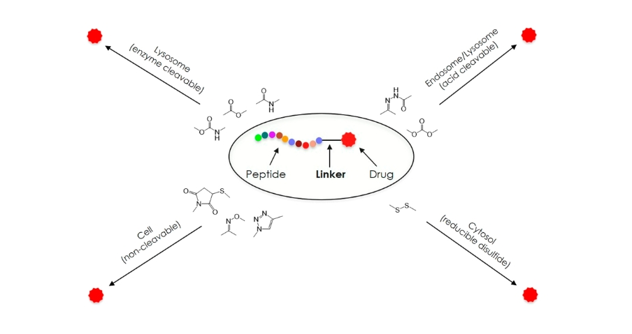 齐墩果酸（Oleanolic Acid, OA）的技术