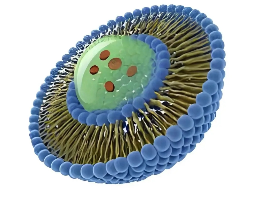 Cy3.5-Sucrose，花菁染料CY3.5标记蔗糖的合成思路