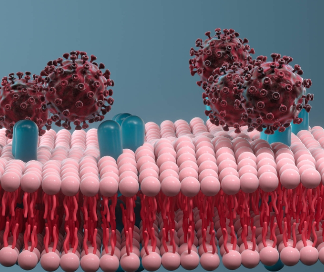 PAMAM-Cholesterol，胆固醇修饰的聚酰胺-胺树枝状聚合物的定制合成技术
