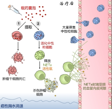 紫杉醇小分子前体药物-西安齐岳生物提供