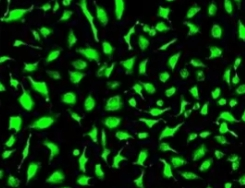 FITC-卵白蛋白（Ovalbumin）定制合成技术-西安齐岳生物