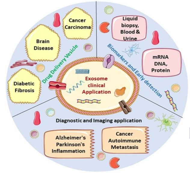 蛋白载疏水性药物（如人血清白蛋白HSA、牛血清白蛋白BSA、明胶、酪蛋白​）