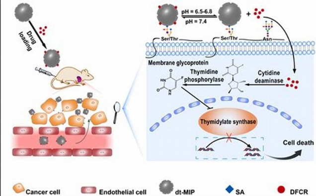 海藻酸钠的修饰改性