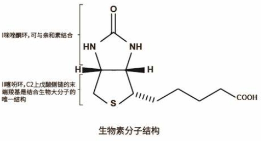 生物素化氨基酸定制合成服务（提供不同链长和连接方式的生物素化氨基酸）