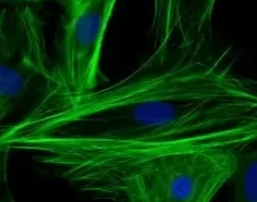 糖基化修饰平台定制：提升药物稳定性与生物利用度的新策略