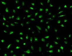 壳聚糖-TPP-TK修饰二氧化硅包药物定制服务