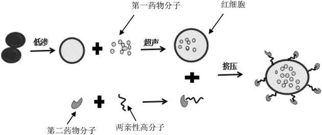 温度及pH敏感性羧甲基壳聚糖水凝胶定制合成