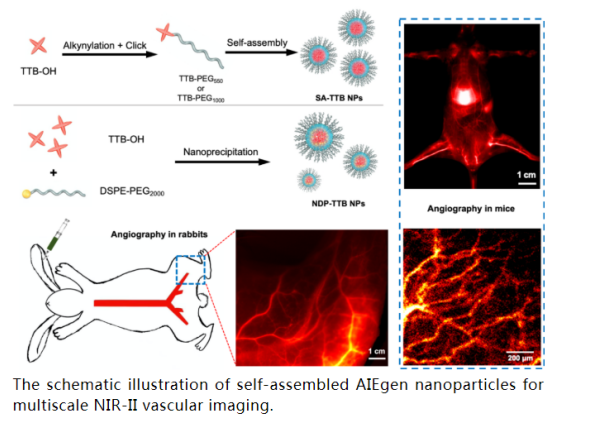 齐岳生物| 自组装聚集诱导发光纳米探针用于多尺度近红外二区血管成像