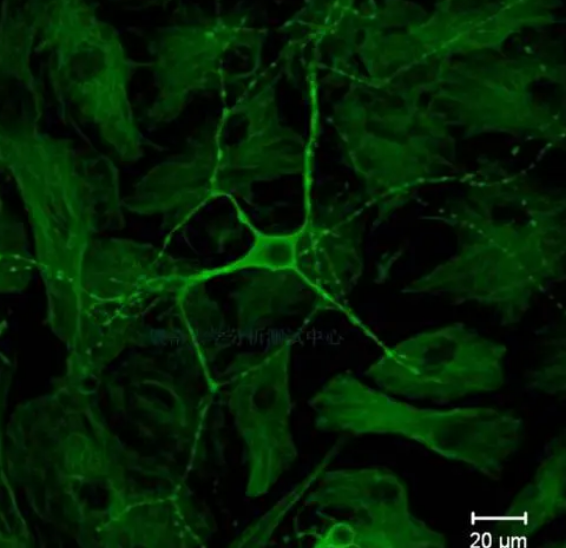 CY3-万古霉素，cy3-vancomycin，cy3染料标记万古霉素