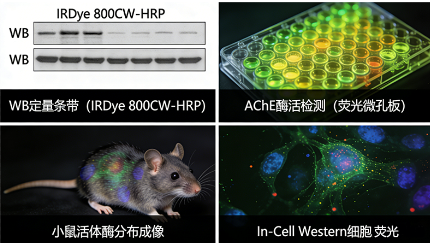 近红外染料（IRDye 680、IRDye 800）标记酶蛋白定制