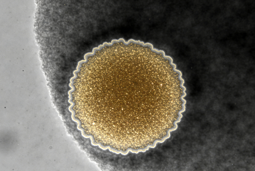 PEG修饰无机纳米颗粒定制服务-西安齐岳生物