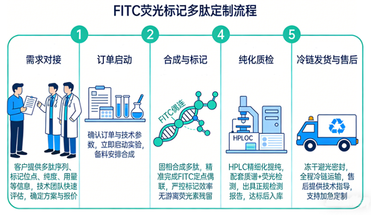 FITC多肽定制核心服务——西安齐岳生物