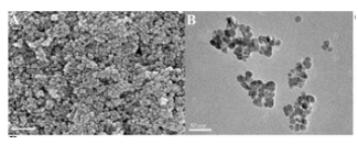 西安齐岳生物载药氧化铁纳米粒定制与开发服务