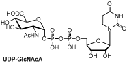 UDP-GlcNAcA