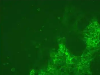 FITC-传明酸 FITC-传明酸